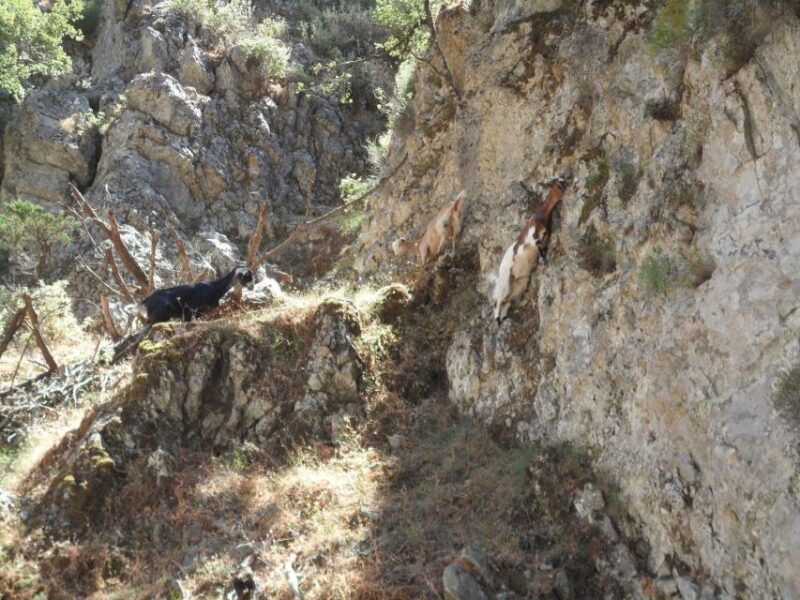 chania-imbros-gorge-and-libyan-sea-day-tour
