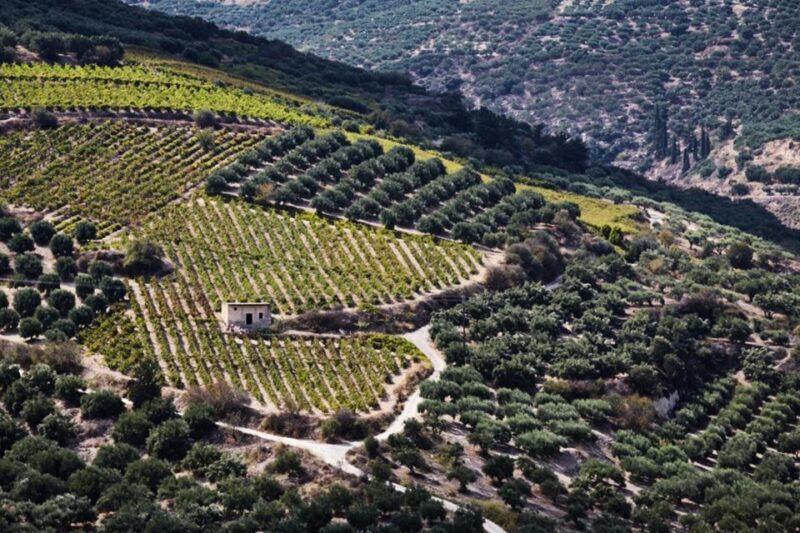 Chania Luxuries: Secrets of Wine and Olive Oil Tastings - Transportation, Timing, and Group Dynamics