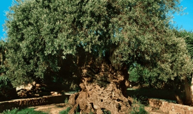 Chania Luxuries: Secrets of Wine and Olive Oil Tastings - Final Thoughts: Who Will Love This Tour?