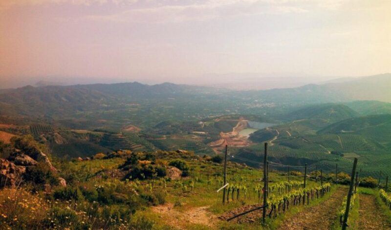 Chania Luxuries: Secrets of Wine and Olive Oil Tastings - The Sum Up