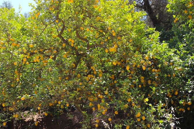 chania-nature-villages-white-mountains-unique-cretan-lunch-2