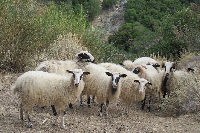 chania-nature-villages-white-mountains-unique-cretan-lunch