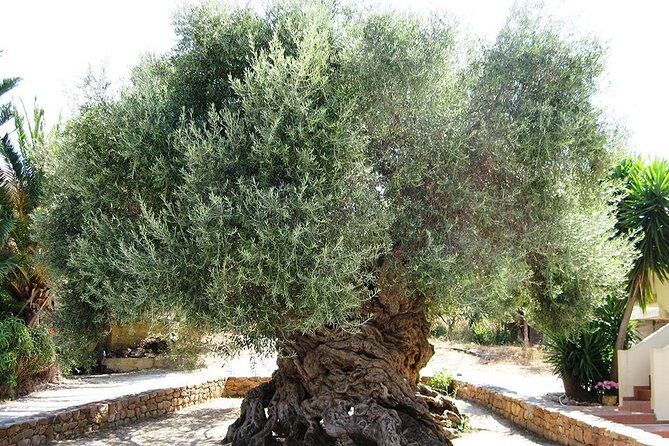 chania-old-town-millennial-olive-tree-olive-oil-mill
