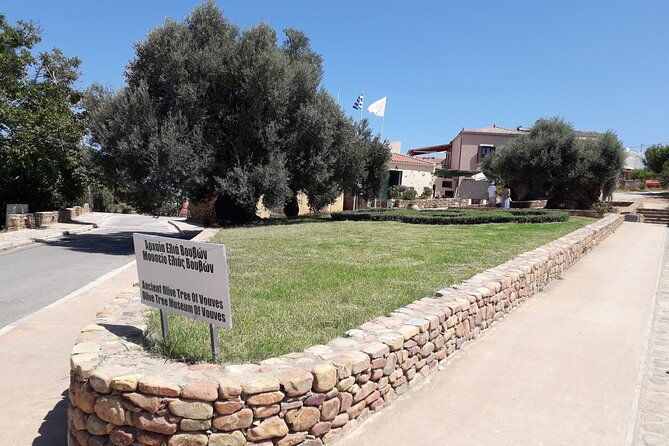 chania-old-town-millennial-olive-tree-olive-oil-mill