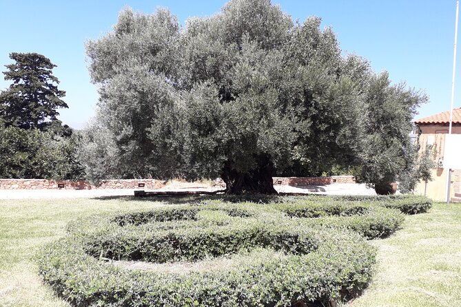 chania-old-town-millennial-olive-tree-olive-oil-mill