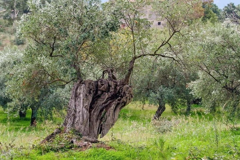 Chania: Olive Harvest Day Trip with Guide & Transport - A Thorough Look at the Experience