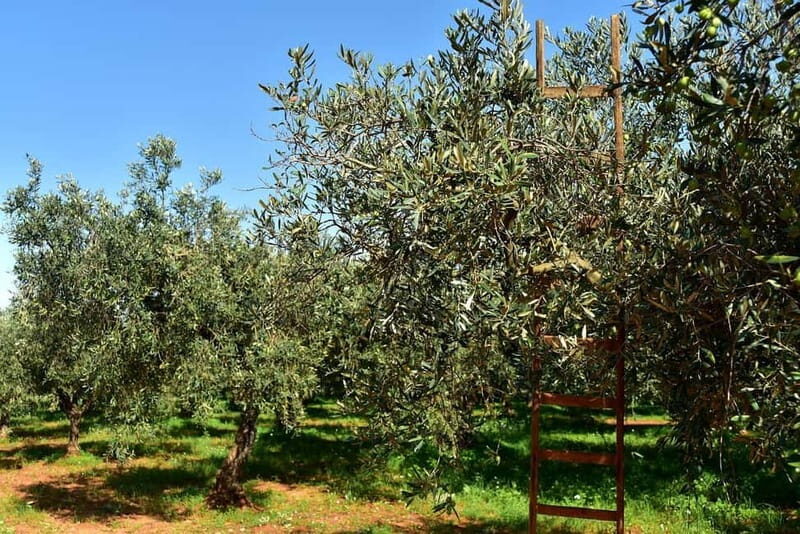 Chania: Olive Harvest Day Trip with Guide & Transport - Final Thoughts