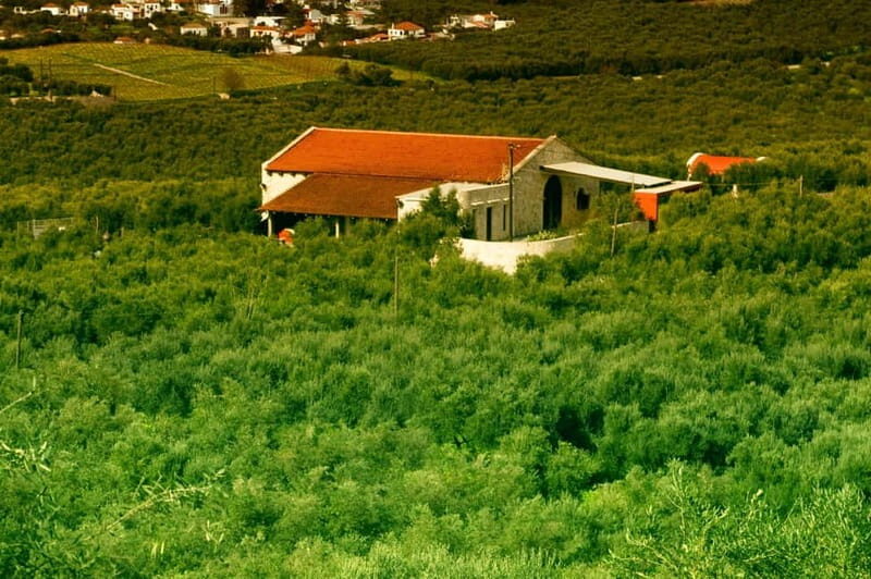 Chania: Pure Cretan Olive Oil, Wine, & Beer Experience - The Sum Up  