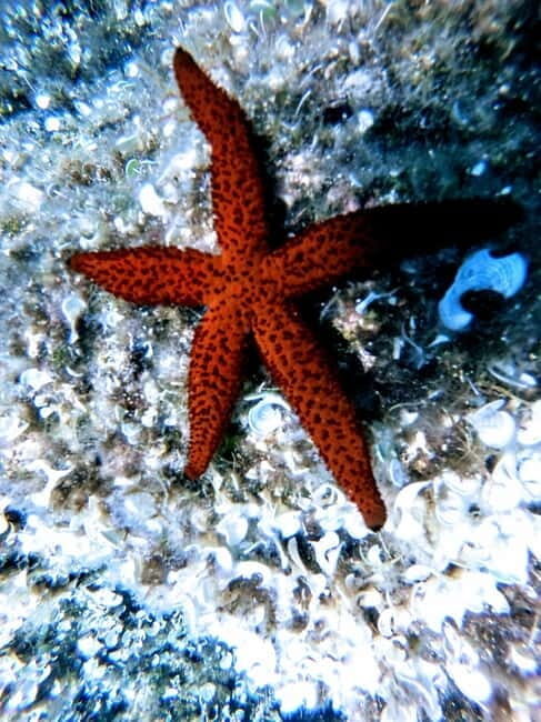Chania: Scuba Diving for Beginners - Who Should Consider This Tour?