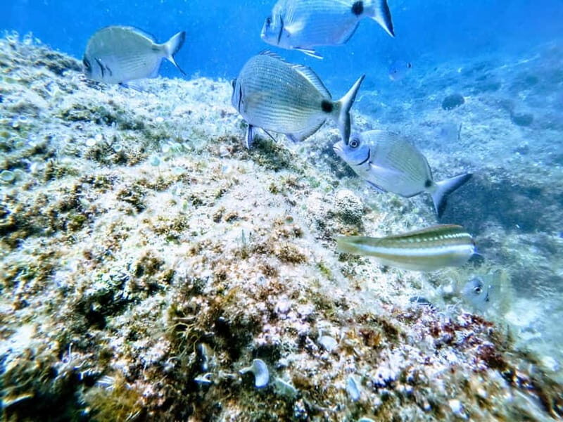 Chania: Scuba Diving for Beginners - FAQ