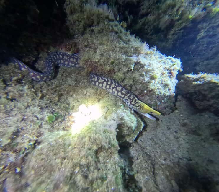 Chania Scuba Diving | Night Dive | Certified Divers - Introduction: Why a Night Dive in Crete is a Must-Experience