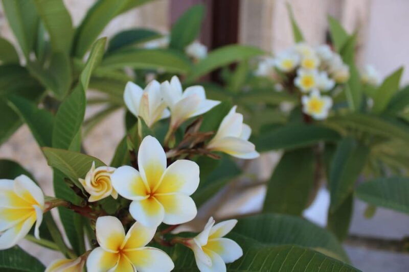 chania-traditional-villages-aptera-site-private-tour