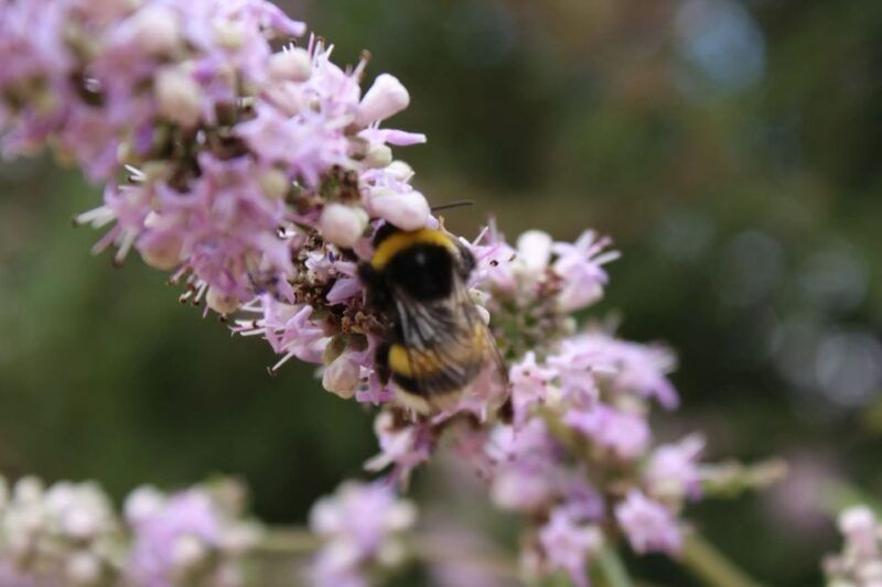 chania-villages-private-tour-explore-the-authentic-crete