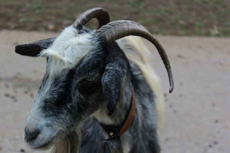 chania-villages-private-tour-explore-the-authentic-crete