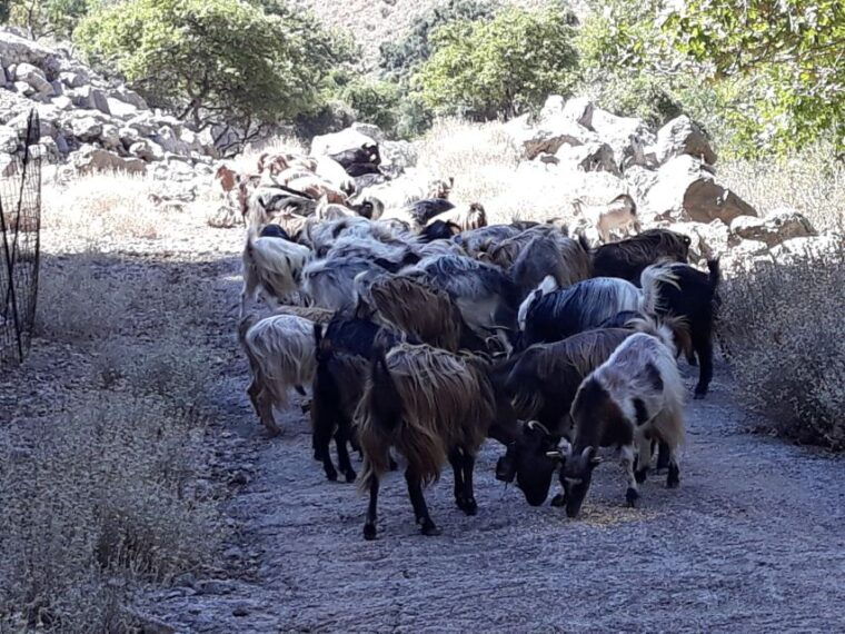 chania-white-mountains-safari-tour-with-lunch-and-tastings