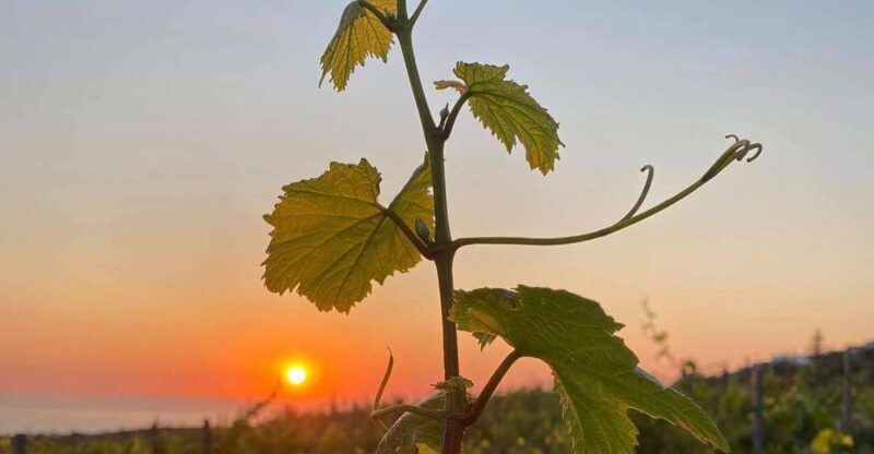Chania:Olive and Wine 3-hour Trip - What to Expect from the Tour