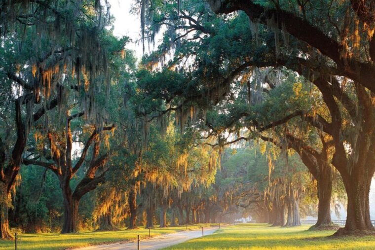 charleston-boone-hall-historic-city-tour-combo