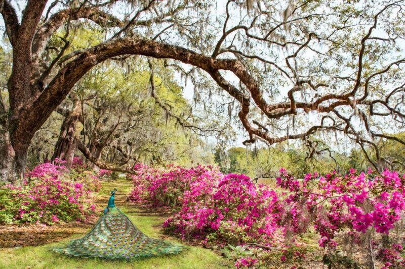 charleston-magnolia-plantation-entry-tour-with-transport