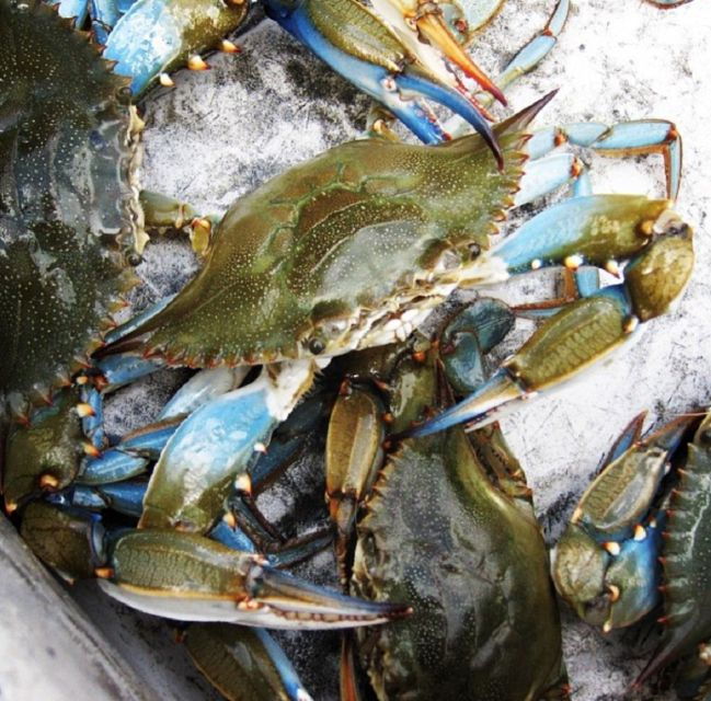 charleston-morris-island-nature-boat-tour-with-naturalist