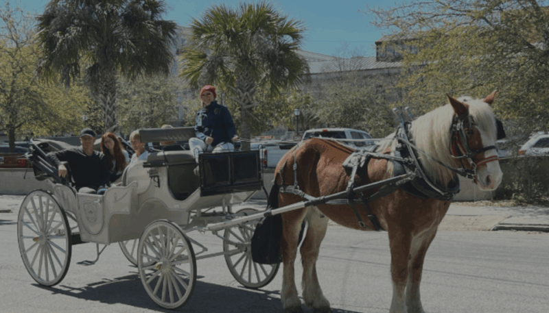 charleston-sc-private-evening-horse-carriage-tour