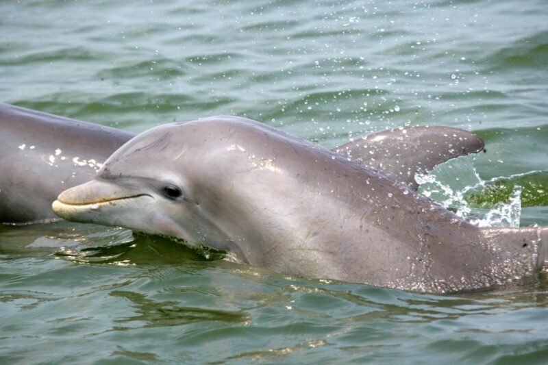 Charleston: Schooner Sailing Harbor Tour & Dolphin Watch - A Closer Look at the Experience