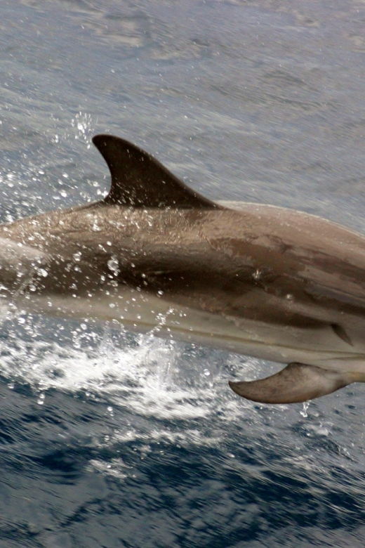 charleston-sightseeing-harbor-tour-dolphin-watch