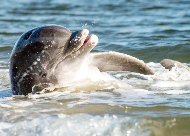 charleston-sunset-harbor-cruise-for-dolphin-watching