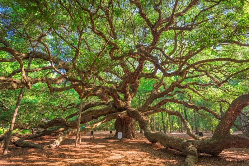 Charleston: Wadmalaw Island Wine Tasting and Tea Garden Trip - An Honest Look at the Wadmalaw Island Experience