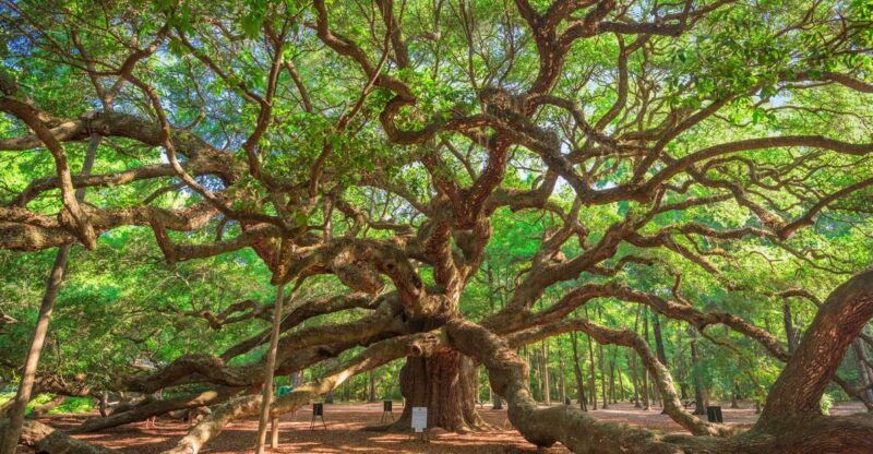 charleston-wadmalaw-island-wine-tasting-and-tea-garden-trip