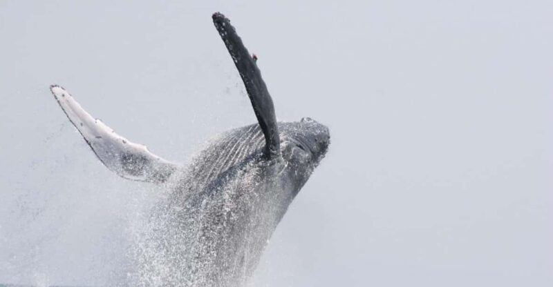chatan-okinawa-whale-watching-cruise