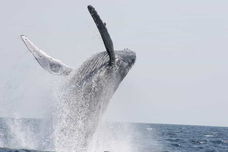 chatan-okinawa-whale-watching-cruise
