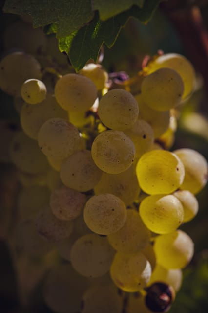 chateau-arton-guided-tour-and-armagnac-tasting