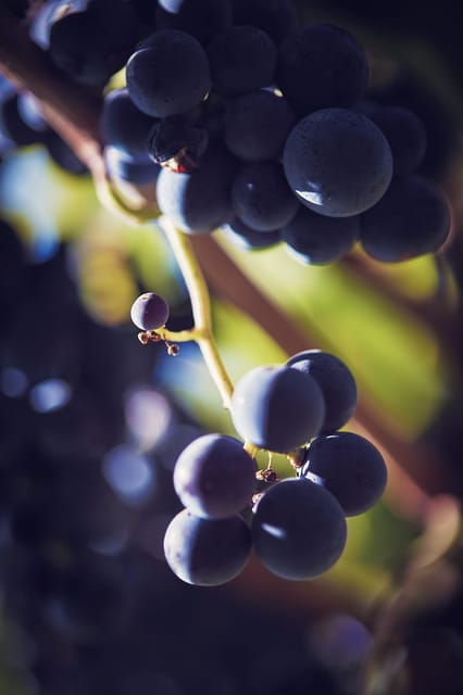 chateau-arton-vineyard-tour-and-tasting