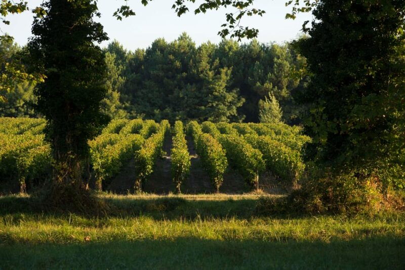 chateau-olivier-one-hour-vineyard-tour-with-wine-tasting