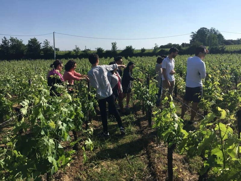 Château St-Emilion Grand Cru visit and Grand Cru and Pomerol tasting - What Do Past Guests Say?