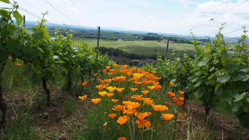 Chateau Thivin Welcome visit Wine tour in Beaujolais (Odenas) - The Experience at Château Thivin: A Closer Look