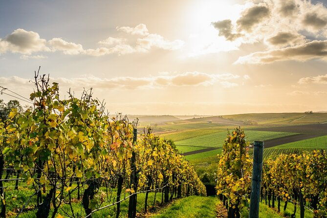 chateauneuf-du-pape-and-luberon-vineyard-tour-from-avignon