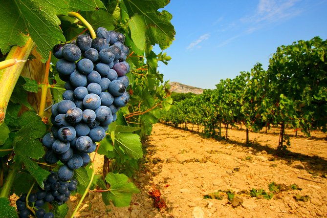 chateauneuf-du-pape-wine-day-tasting-tour-including-lunch-from-avignon