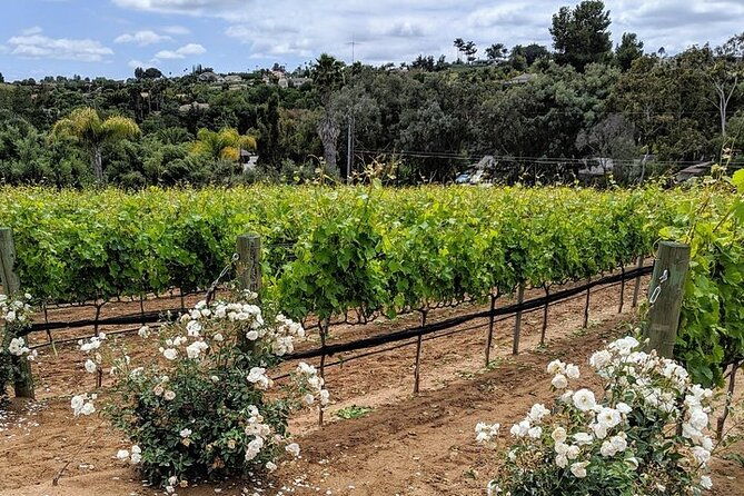 chauffeured-adventure-to-local-san-diego-vineyards
