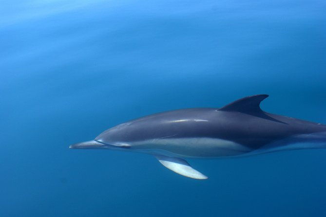 cheapest-family-friendly-boat-trip-from-vilamoura-algarve-2