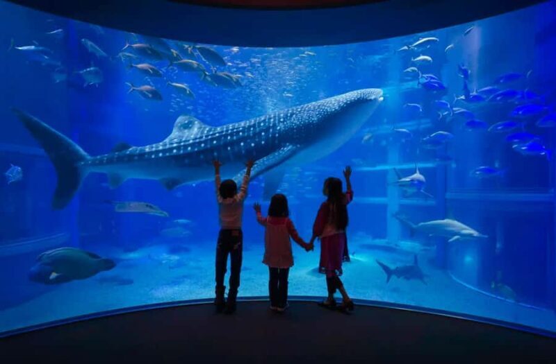Checkemail for voucherOsaka Aquarium Kaiyukan Entry Ticket - An Introduction to the Aquarium
