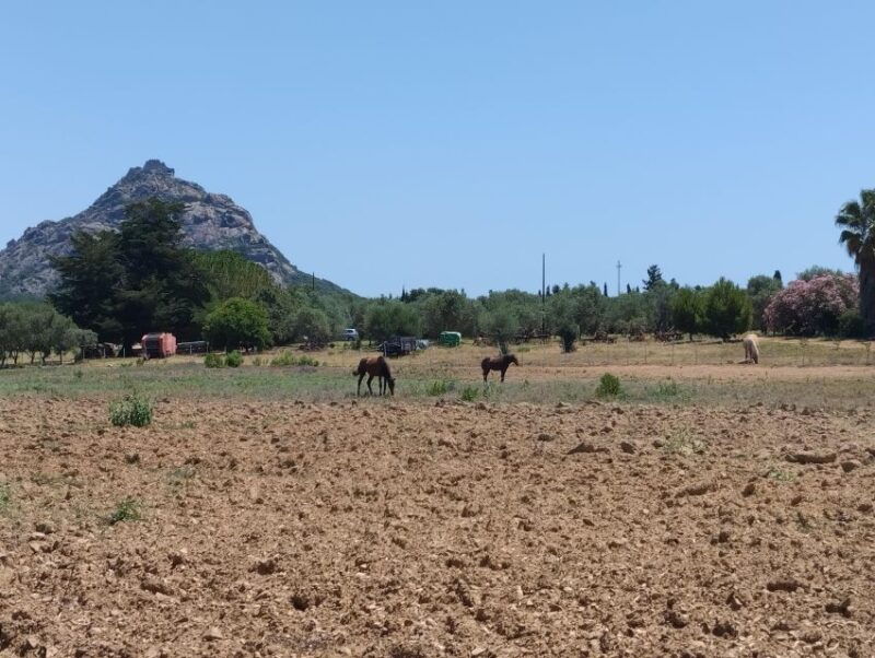cheese-making-and-tasting-tour-from-cagliari-with-lunch