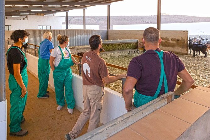 cheese-making-workshop-in-fuerteventura-with-breakfast-2