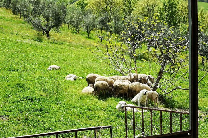 cheese-ricotta-making-teramo-abruzzo-italy