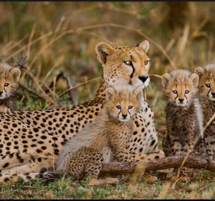 Cheetah Encounter and Cape Wine Tasting Tour. - Introduction