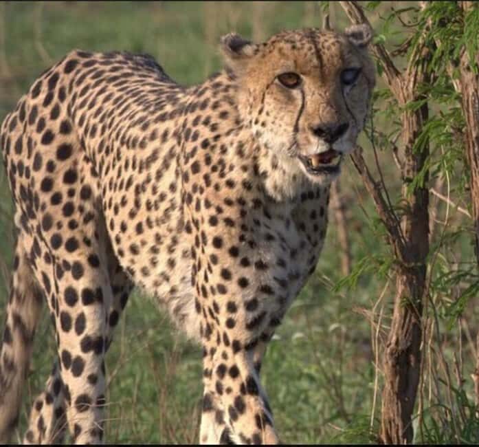 Cheetah Encounter and Cape Wine Tasting Tour. - Key Points