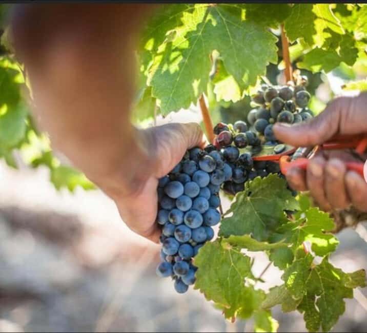 Cheetah Encounter and Cape Wine Tasting Tour. - Practical Aspects and Value