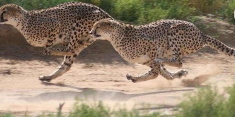 Cheetah Encounter and Cape Wine Tasting Tour. - Authentic Insights from Reviewers