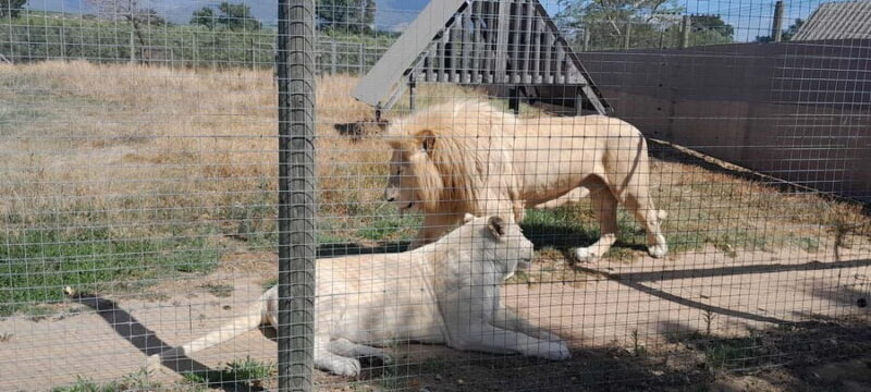 Cheetah, Giraffes Encounter, lion's park, and Wine Tasting - Exploring South Africa’s Wildlife and Wine: A Detailed Review of the Private Safari and Tasting Experience