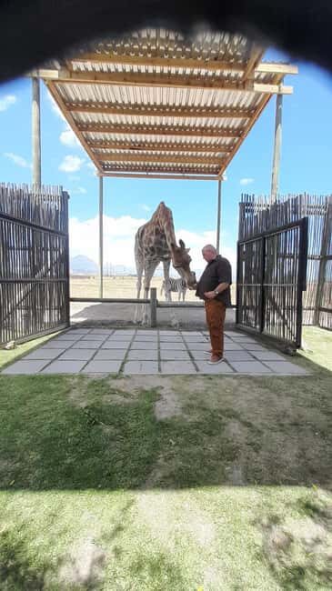 Cheetah, Giraffes Encounter, lion's park, and Wine Tasting - The Transportation & Comfort Level